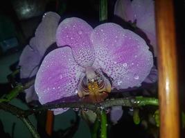 lindo phalaenopsis orquídeas dentro a casa foto