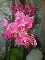 lindo phalaenopsis orquídeas dentro a casa foto