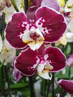 lindo phalaenopsis orquídeas dentro a estufa foto