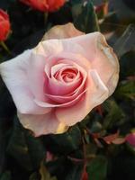 uma lindo rosa flores ao ar livre rosas dentro a jardim foto