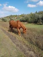 lindo cavalo comendo Relva dentro uma campo foto