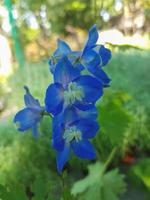 lindo Larkspur flor dentro a estufa fechar-se delfínio plantar fundo foto