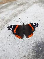 colorida borboleta em concreto chão urbano rua natureza fundo foto