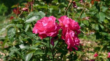 uma lindo rosa flores ao ar livre foto