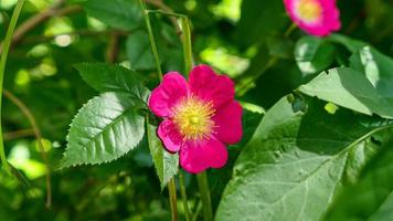 uma lindo rosa flores ao ar livre foto