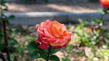 uma lindo rosa flores ao ar livre foto