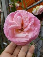 uma lindo rosa flores ao ar livre foto