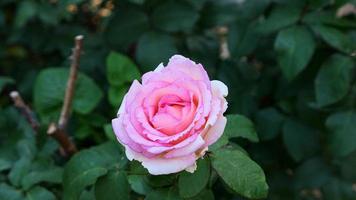 uma lindo rosa flores ao ar livre foto