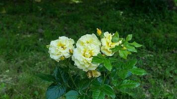 uma lindo rosa flores ao ar livre foto