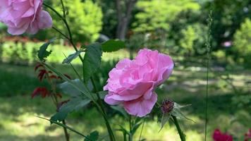 uma lindo rosa flores ao ar livre foto