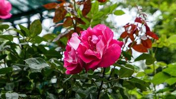 uma lindo rosa flores ao ar livre foto