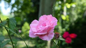 uma lindo rosa flores ao ar livre foto