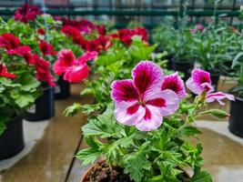 uma lindo gerânios flores ao ar livre foto