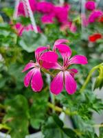 uma lindo gerânios flores ao ar livre foto