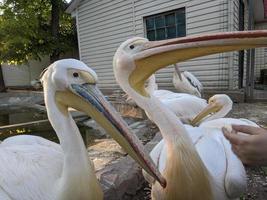 pelicano às a jardim zoológico de a água foto