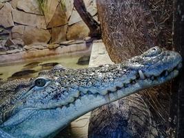 crocodilo retrato dentro a jardim zoológico foto