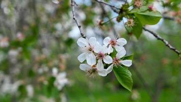 lindo sakura flores foto