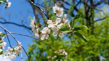 lindo sakura flores foto