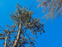 olhando acima Visão às árvores verde foto