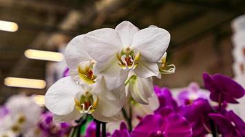 lindo phalaenopsis orquídeas foto