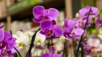lindo phalaenopsis orquídeas foto