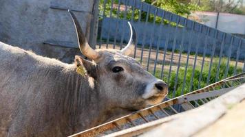 lindo vaca retrato dentro a jardim zoológico foto