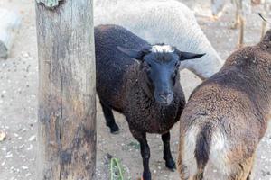 fofa ovelha e cabras em a Fazenda foto