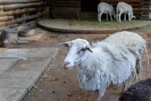 fofa ovelha e cabras em a Fazenda foto