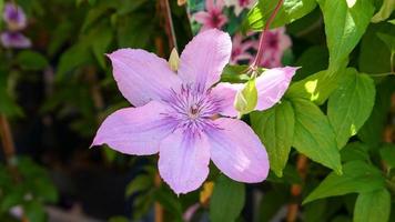 uma lindo clematis flores ao ar livre foto