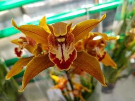 lindo phalaenopsis orquídeas foto