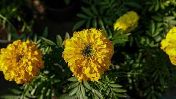 uma lindo calêndula flores ao ar livre foto