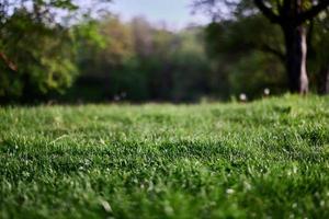 verde Relva Área de Trabalho protetor de tela, ecologia e Cuidado para a meio Ambiente foto