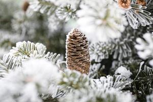 grande pinho cone em a árvore coberto com neve foto