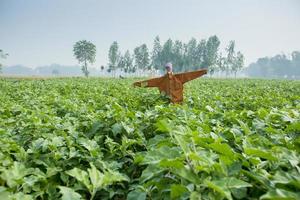 uma espantalho conhecido Como kaktarua dentro Bangladesh dentro uma Berinjela campo dentro thakurgaon, rajshahi, Bangladesh. foto