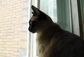 birmanês gato sentado às casa e olhando às janela. foto