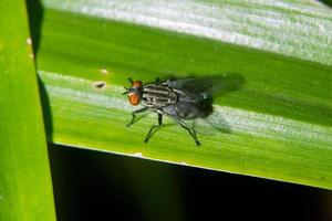 a casa mosca tem a latim nome musca domestica olhos mosca inspiração para movimento detecção foto