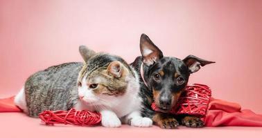 gato e cachorro com decoração do dia dos namorados foto