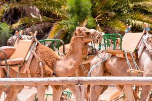 grupo de camelos foto