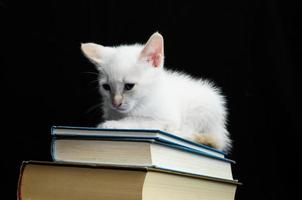 gatinho em livros foto