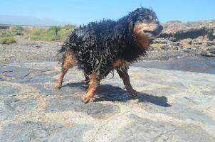 molhado cachorro em a costa foto