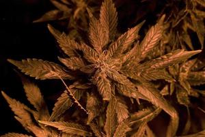 cultivo de botões de cannabis medicinal com condições artificiais para o crescimento