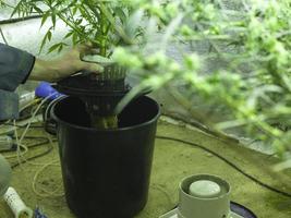 cultivo de cannabis hidropônica