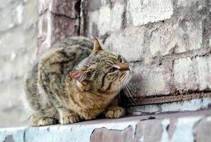 gato em uma parede de tijolos foto