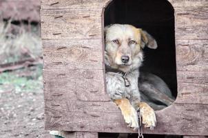 cachorro acorrentado em uma casinha de cachorro do lado de fora foto