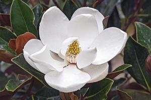 flor de magnólia do sul foto