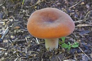 Lactifluus volemus, cogumelo tawny milkcap, também conhecido como "weeping milk cap", volumoso-leitoso e volumoso-látex leitoso. outro nome científico é lactarius volemus. foto