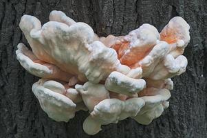 jovem fungo de prateleira de enxofre laetiporus sulphureus denominado caranguejo-das-madeiras, pólipo de enxofre e galinha-das-madeiras foto