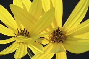 jerusalém, alcachofra, helianthus tuberosus, sunroot, sunchoke, apple terra e topinambour. foto