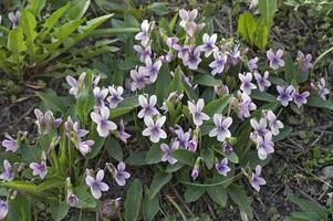 violeta, viola philippica e viola alisoviana foto