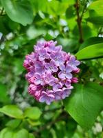 uma lindo lilás flores ao ar livre foto